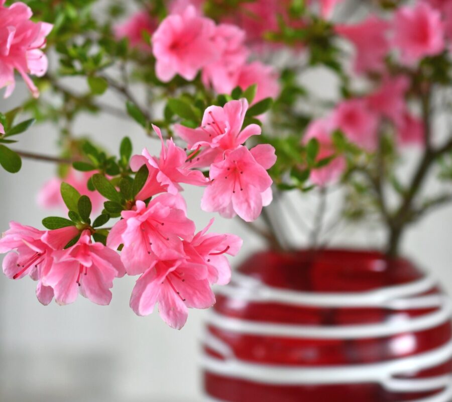 Azalia na pniu – uprawa i pielęgnacja. Kompleksowy poradnik