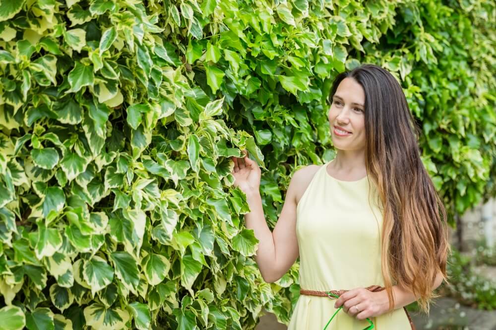 roślina idealna na zewnątrz - Bluszcz kanaryjski (Hedera canariensis)