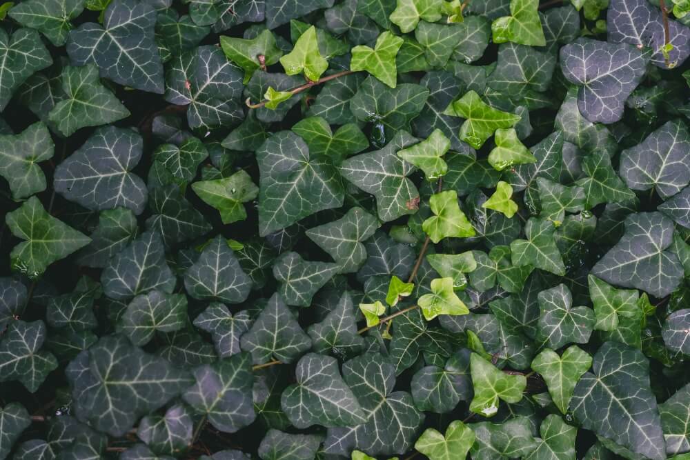 bluszcz na balkonie - pospolity