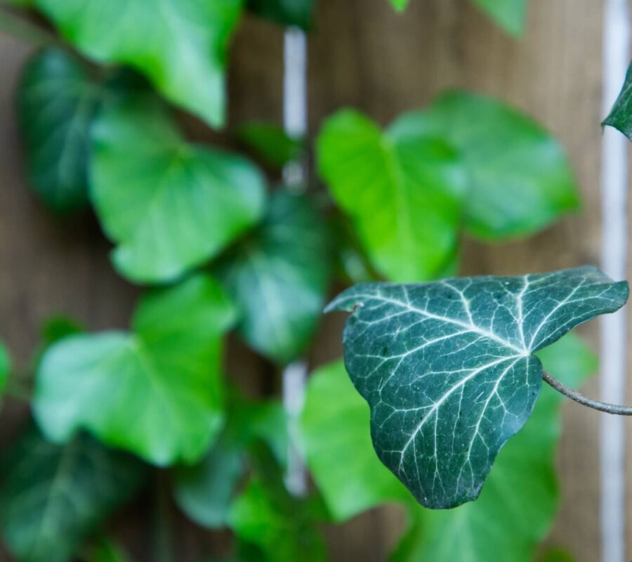 Bluszcz na balkonie – wybór, uprawa i pielęgnacja. Poradnik