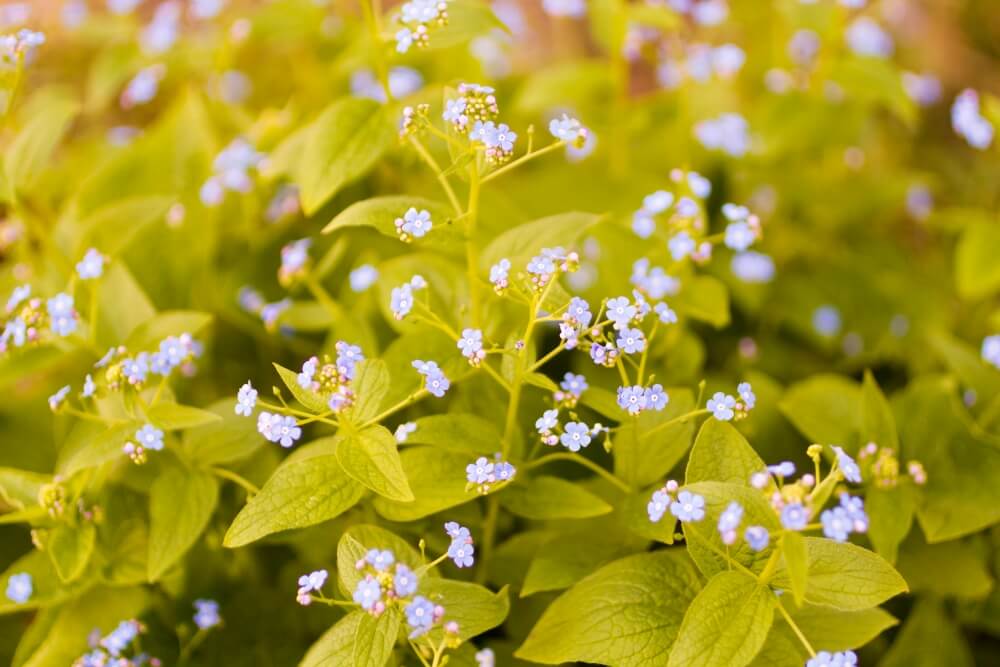 Brunnera wielkolistna (Brunnera macrophylla)