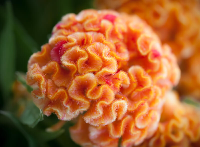 grzebieniasta odmiana kwiatu celozji