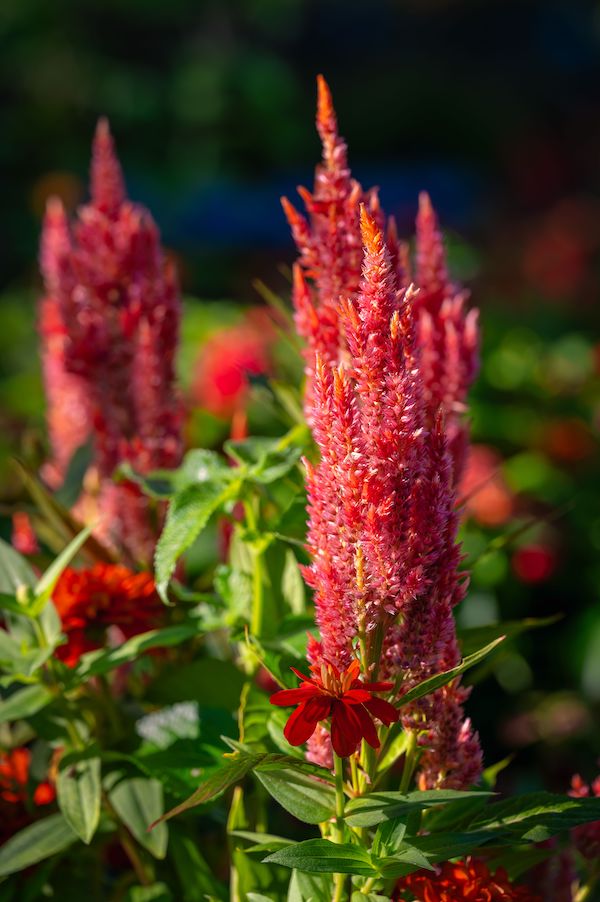 kwiat celozji srebrzystej