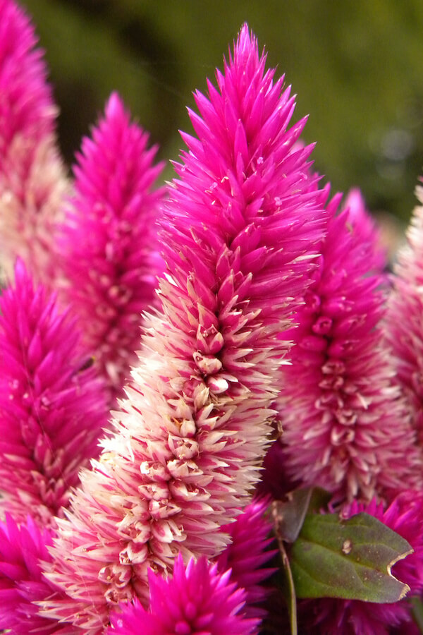 przybliżenie na kwiat celozji jasnej