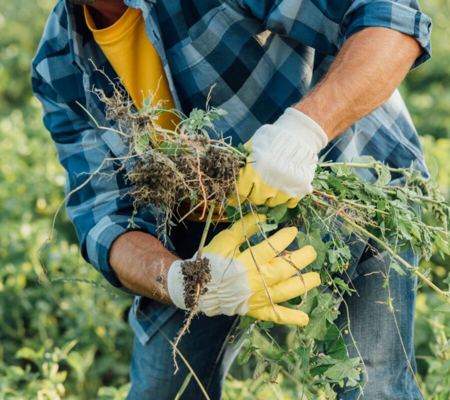 Domestos na chwasty – czy to bezpieczne? Sprawdzamy