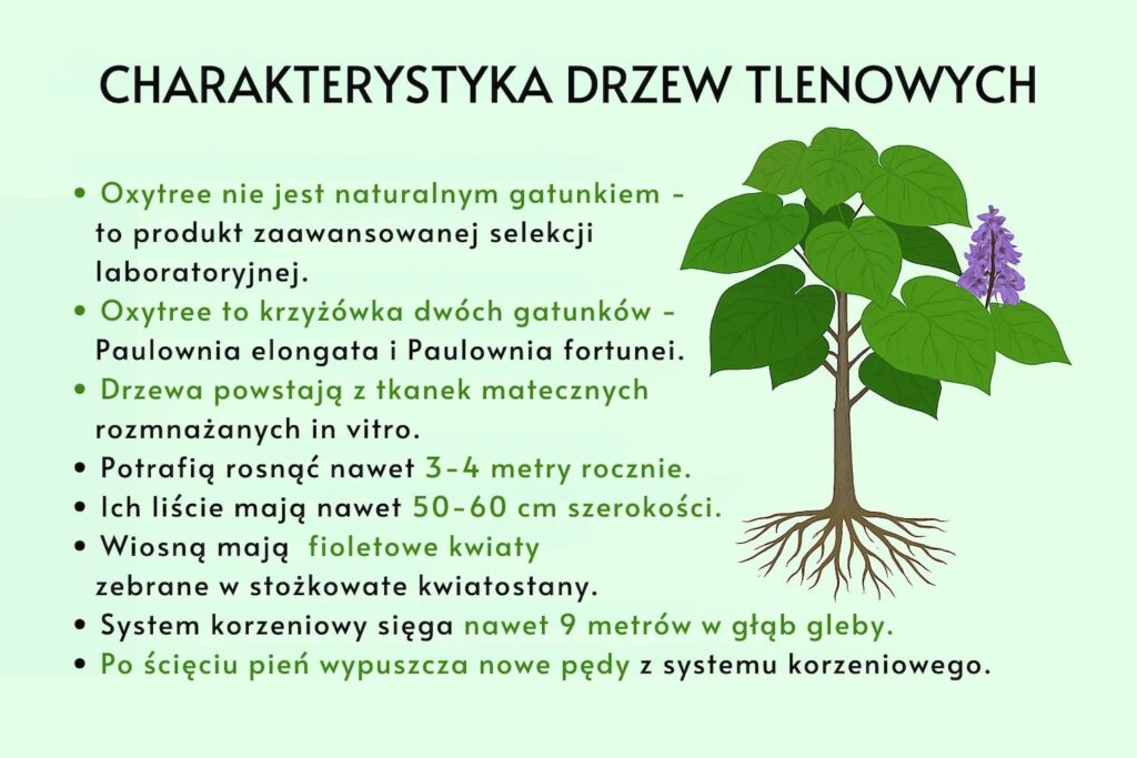 Drzewa tlenowce - charakterystyka i najważniejsze informacje Czym jest Oxytree? Infografika