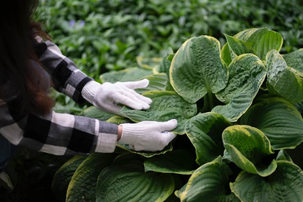 rośliny wieloletnie do donic na zewnątrz na przykładzie funkii