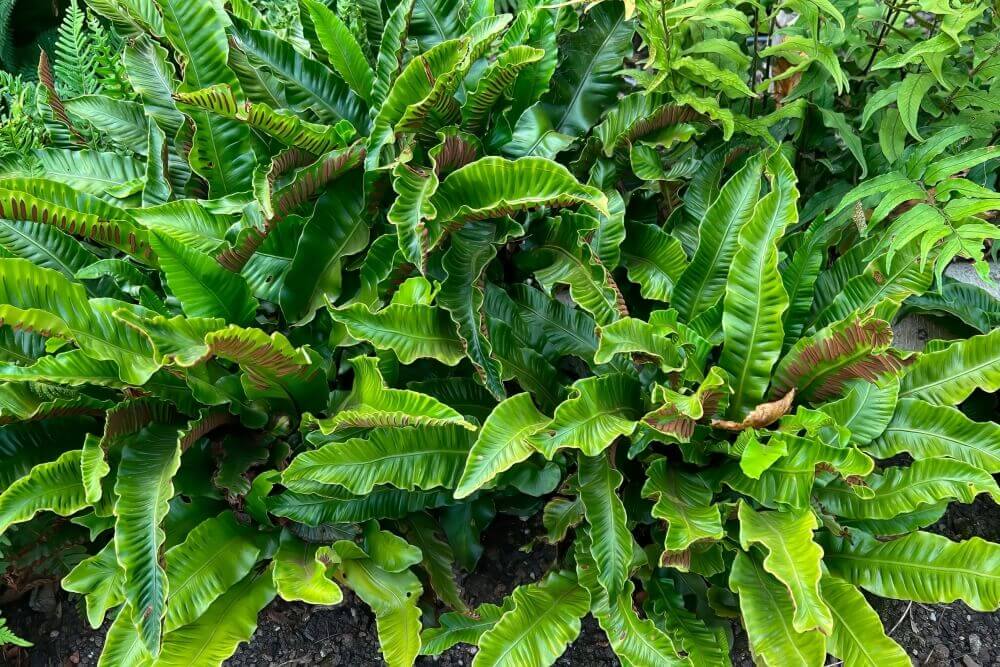 Języcznik zwyczajny (Asplenium scolopendrium)