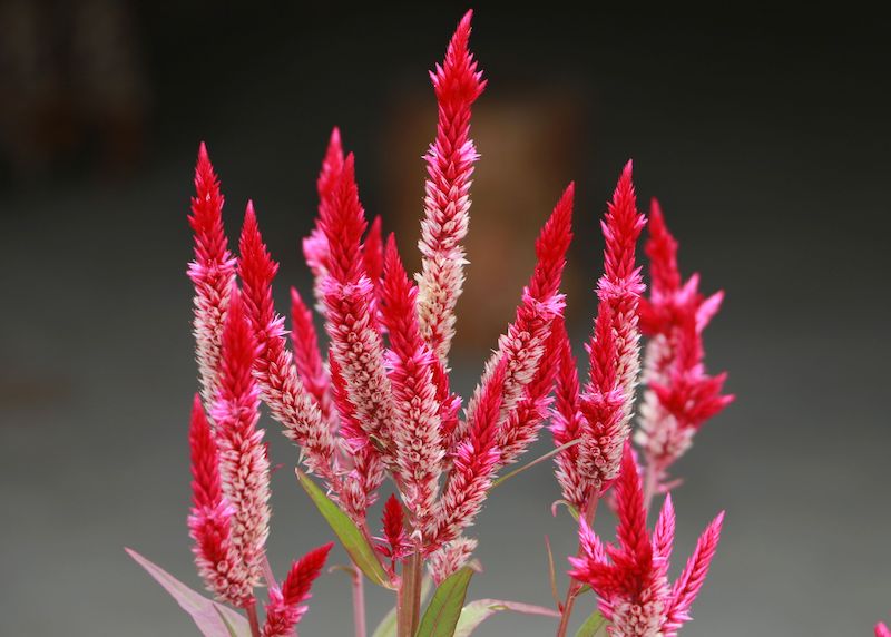 celozja kłosowa dwukolorowa