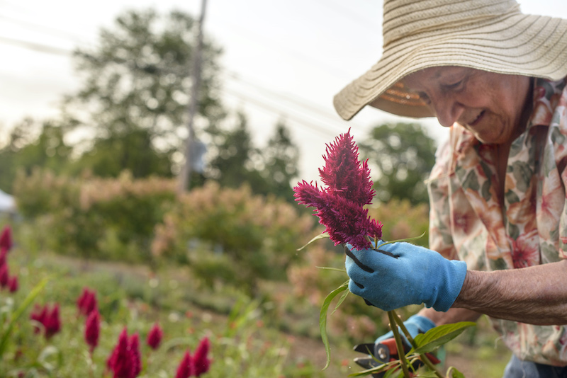 celozja - podcinanie łodyg