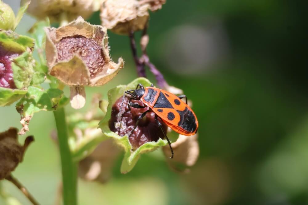 Pyrrhocoris apterus - kowal bezskrzydły kowal bezskrzydły - Pyrrhocoris apterus