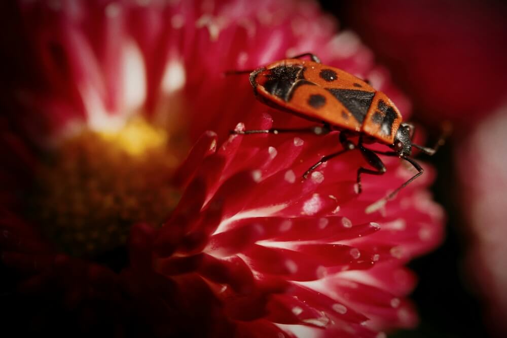 kowal bezskrzydły - owad na kwiatku kowal bezskrzydły na kwiatku