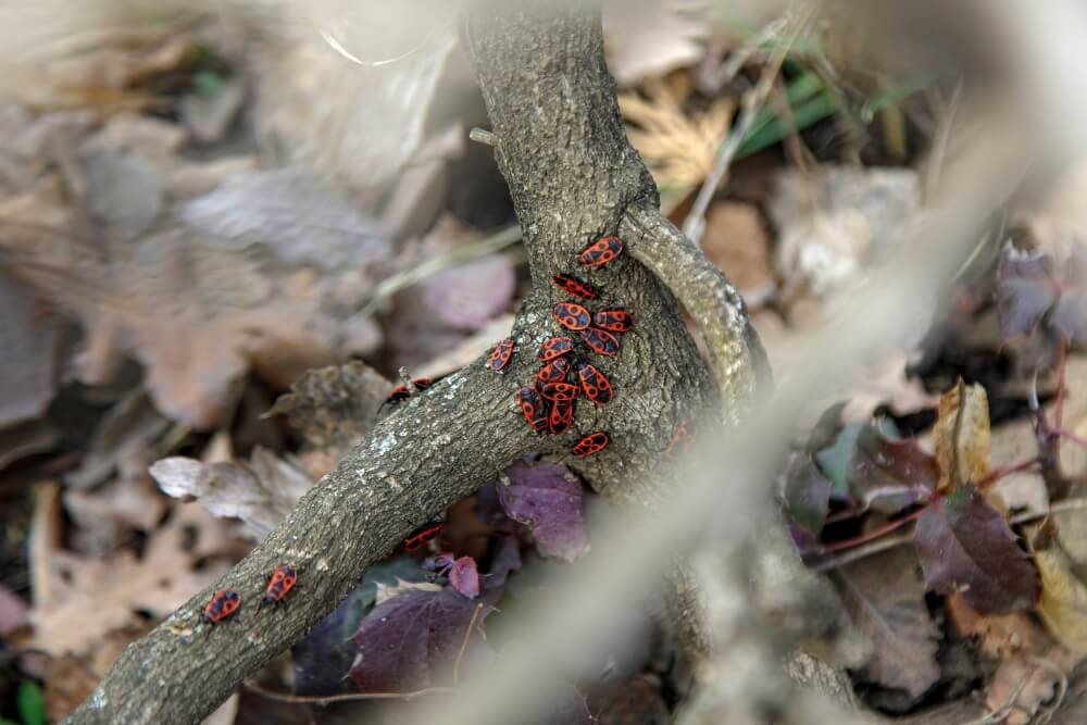 kowal bezskrzydły - jak się ich pozbyć w grupie kowal bezskrzydły - jak się ich pozbyć w skupisku