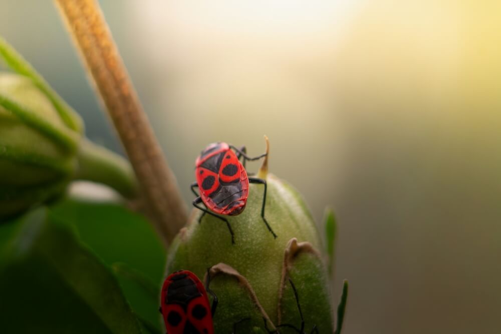 kowal bezskrzydły owad owad kowal bezskrzydły