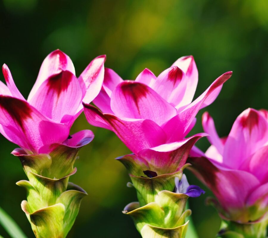 Kwiat kurkuma – uprawa i pielęgnacja w doniczce. Poradnik