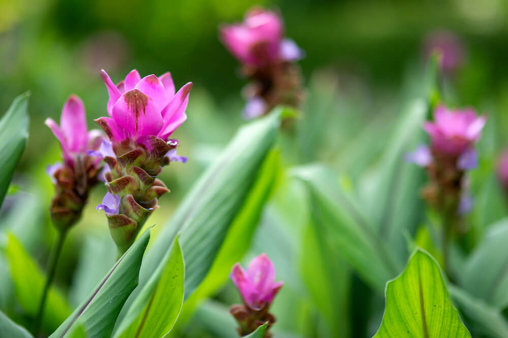 Kwiat kurkuma - wygląd, gatunki, cechy charakterystyczne 
