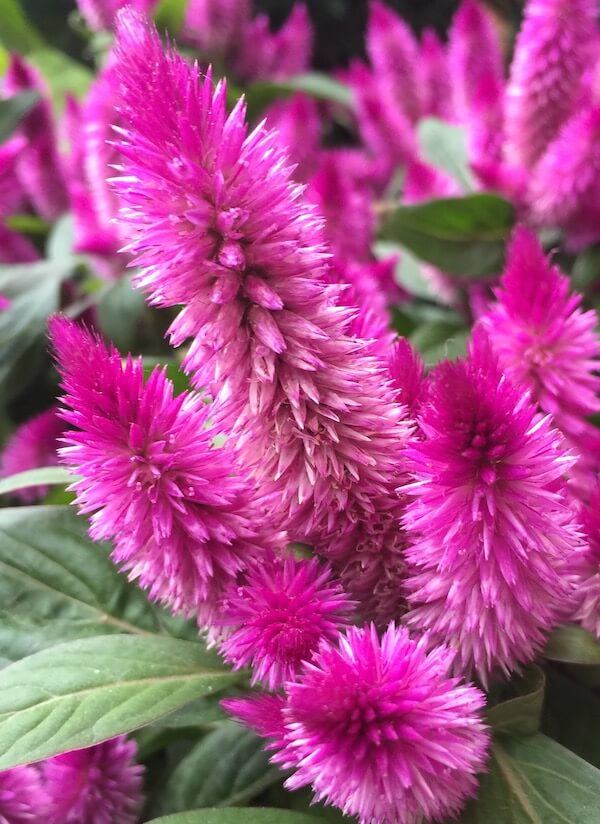 kwiat celozji z bliska