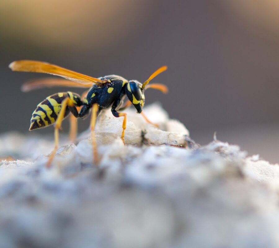 Owad podobny do osy – czym się różni i czy jest niebezpieczny? Odpowiadamy!