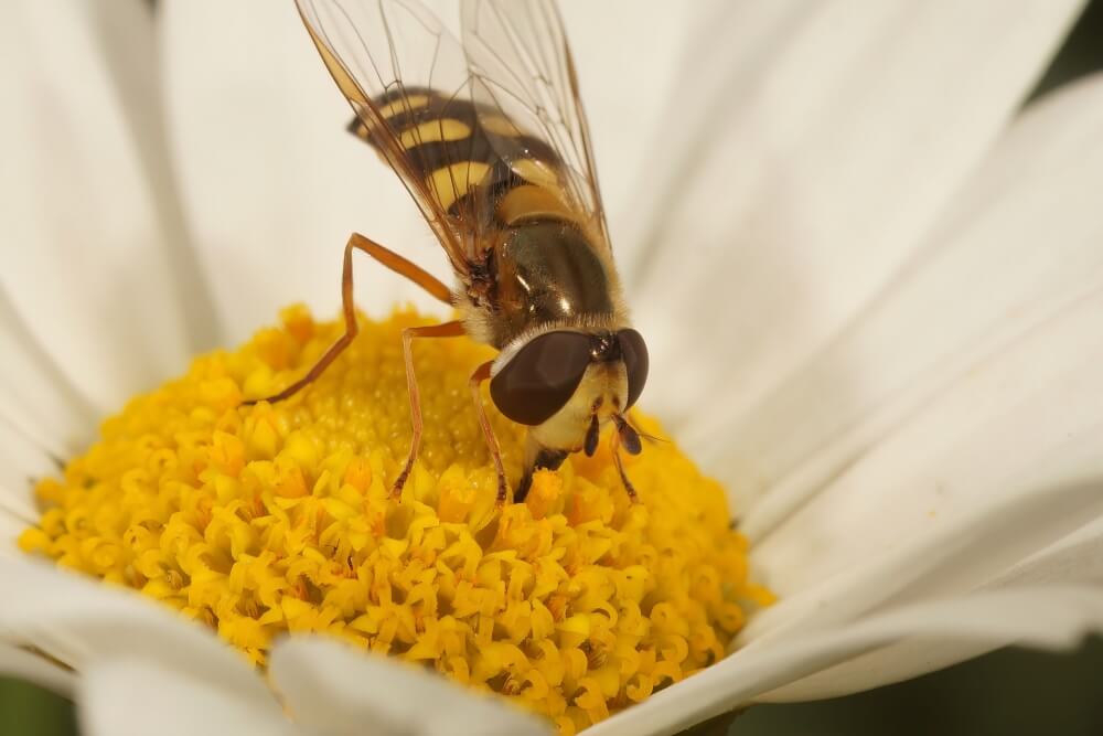 Bzyg (Syrphidae) - owad podobny do osy bzyg - owad podobny do osy
