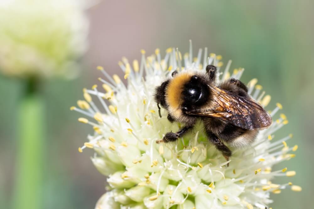 Trzmiele Bombus spp. Trzmiel