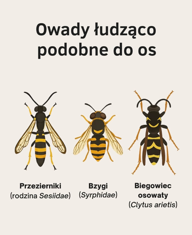 infografika prezentująca owady, które są łudząco podobne do os infografika prezentująca owady łudząco podobne do os
