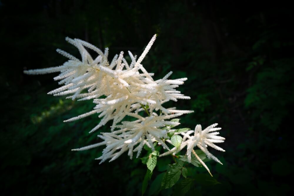 Parzydło leśne (Aruncus dioicus)