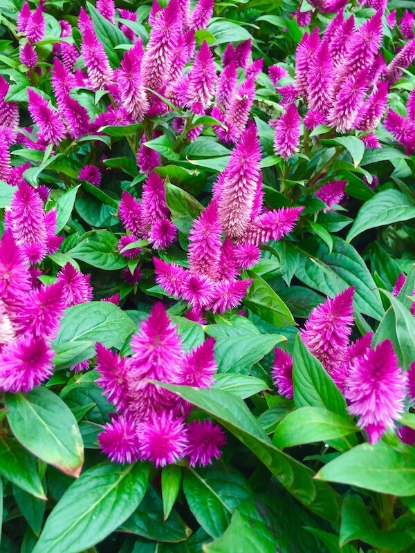 celozja w naturalnym środowisku