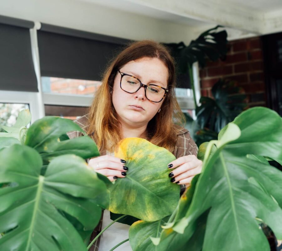 Przelana monstera – sposób na ratunek. Poradnik krok po kroku