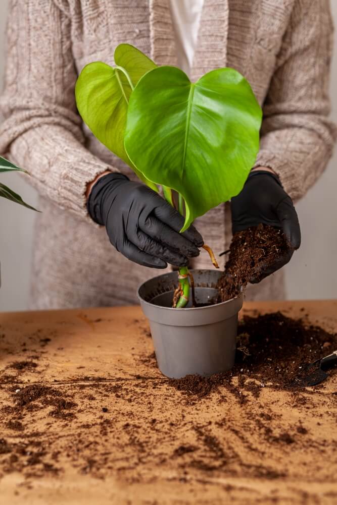 przelana monstera - zmiana podłoża i doniczki przelana monstera - zmiana donicy i podłoża