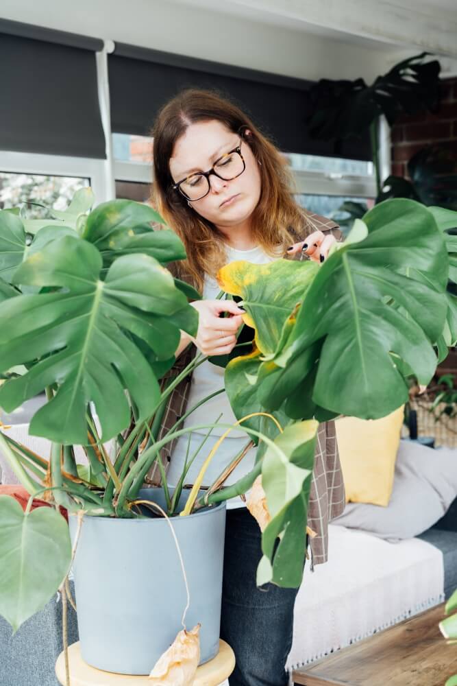 przelana monstera z liśćmi z żółtymi plamami przelana monstera z liśćmi z przebarwieniami