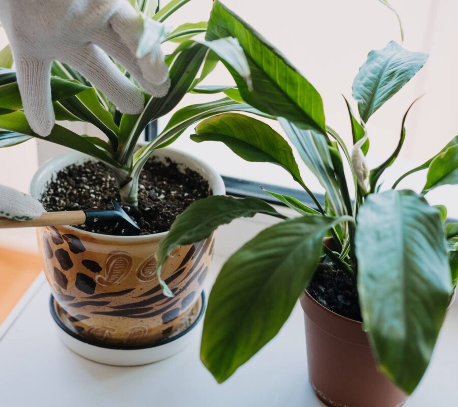 Przelany skrzydłokwiat – co robić? Akcja ratunkowa krok po kroku