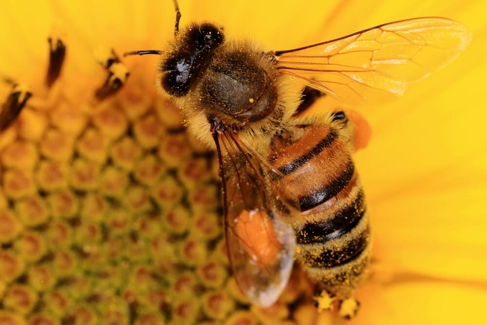 Pszczoła miodna Apis mellifera pszczoła