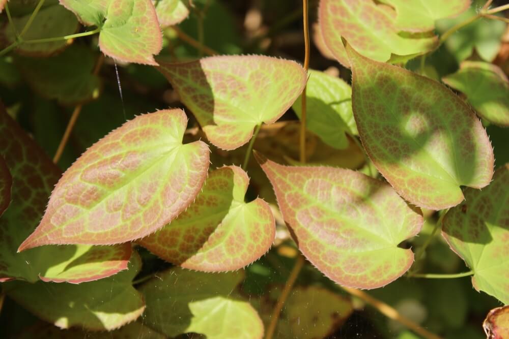 Epimedium (Epimedium x rubrum)