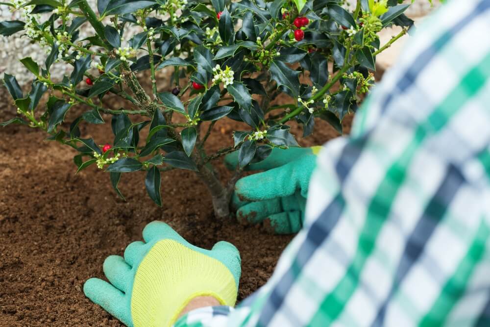 ostrokrzew jako przykładowe rośliny wieloletnie do donic na zewnątrz