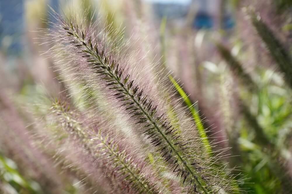 rośliny wieloletnie do donic na zewnątrz na przykładzie rozplenicy japońskiej
