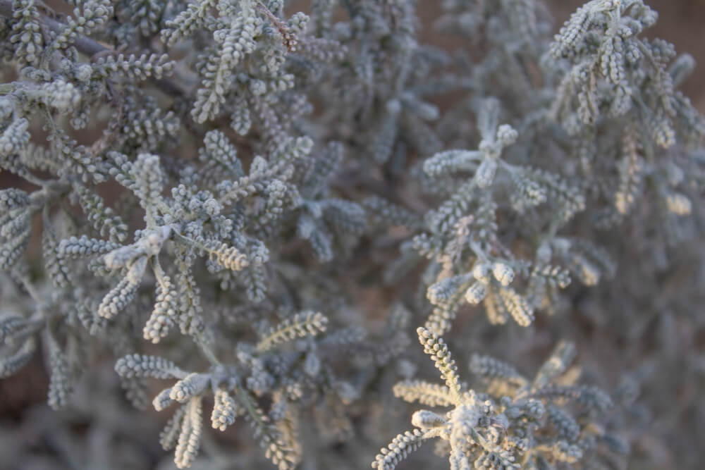santolina jako przykładowe rośliny wieloletnie do donic na zewnątrz