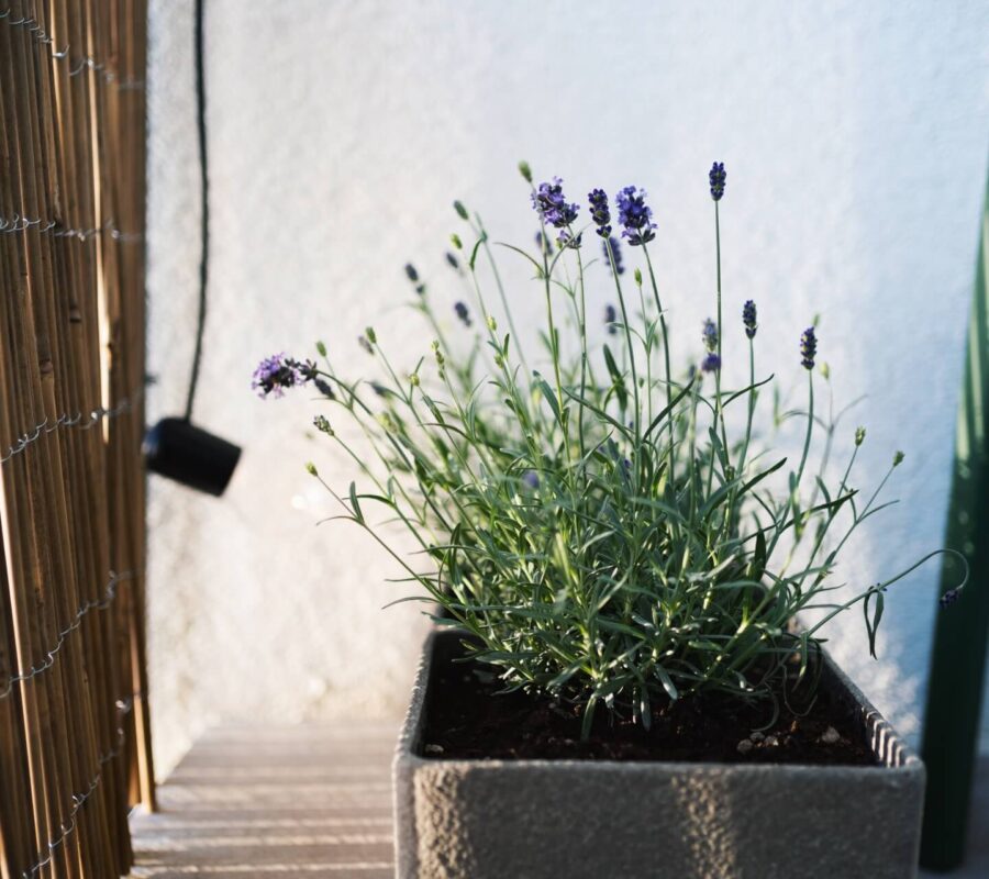 Rośliny wieloletnie do donic na zewnątrz – TOP 30 gatunków