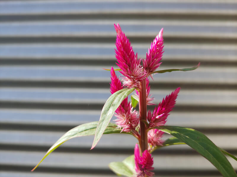 rozkwitający kwiat celozji z bliska