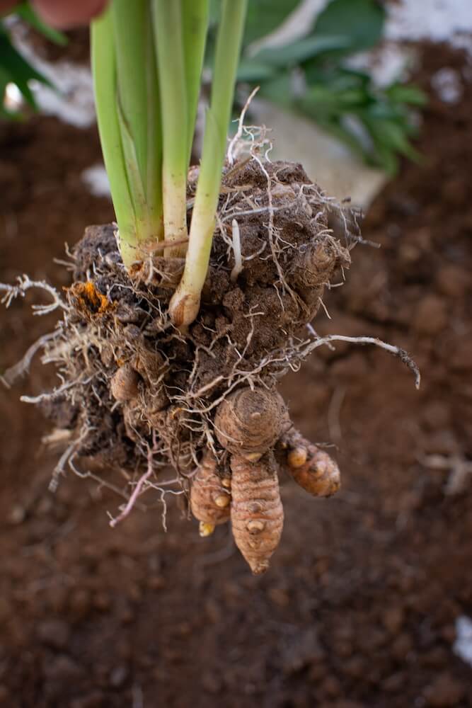 Kwiat kurkuma - korzenie i rozmnażanie 