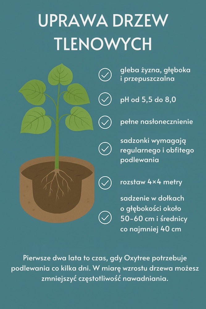 Drzewa tlenowce - jak je uprawiać? Uprawa drzew Oxytree - najważniejsze wskazówki