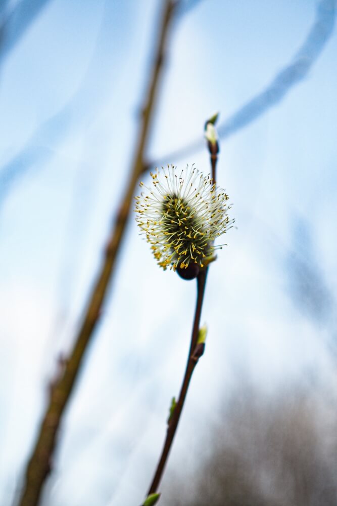 wierzba pleciona - uprawa Salix caprea ‘Kilmarnock’