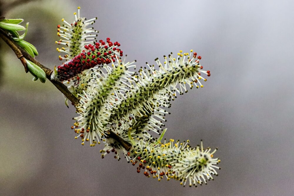 Salix purpurea – wierzba purpurowa