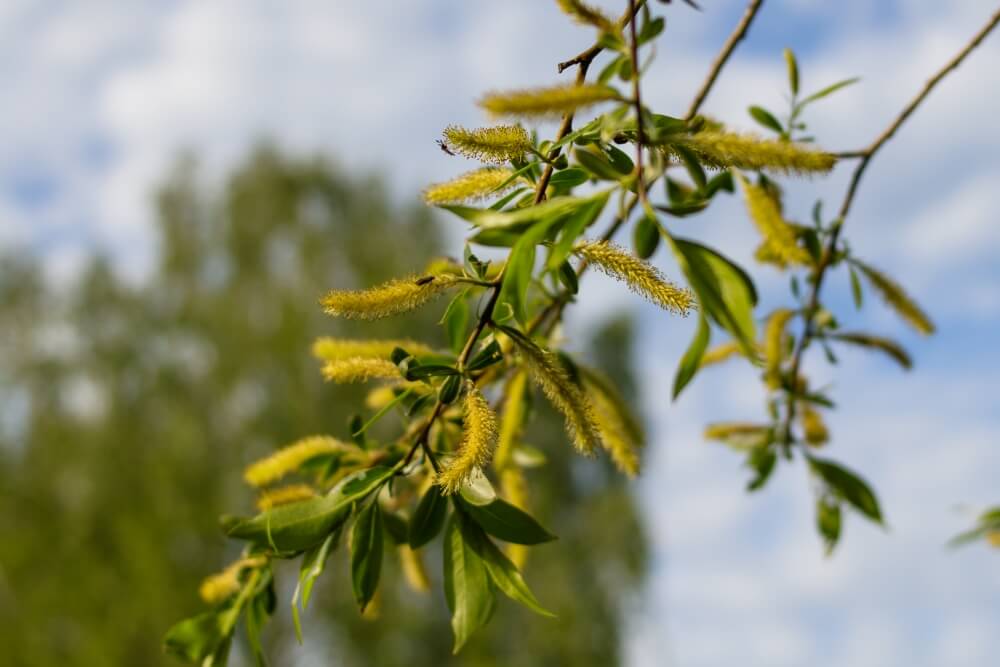 Salix viminalis – wierzba wiciowa