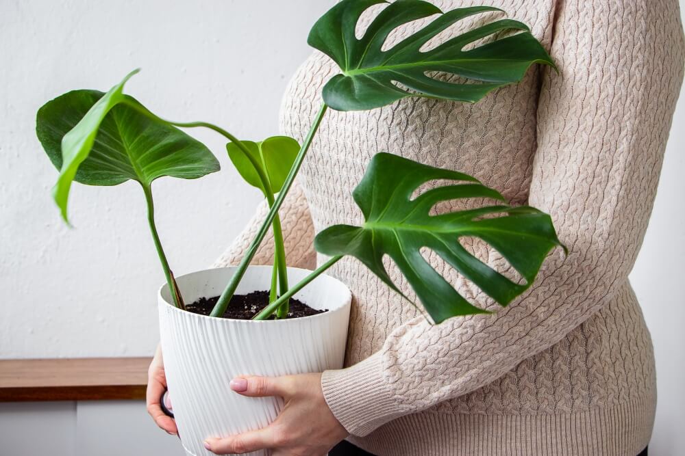 monstera z kilkoma liśćmi mała sadzonka monstery