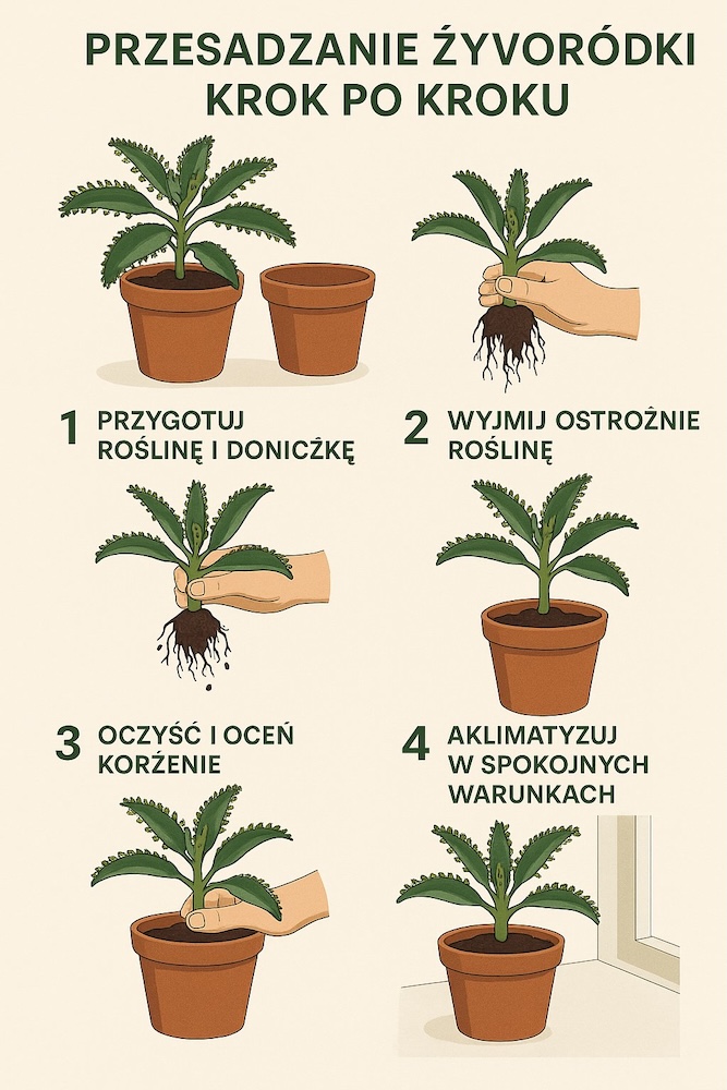 żyworódka daigremonta - przesadzanie w 4 krokach 