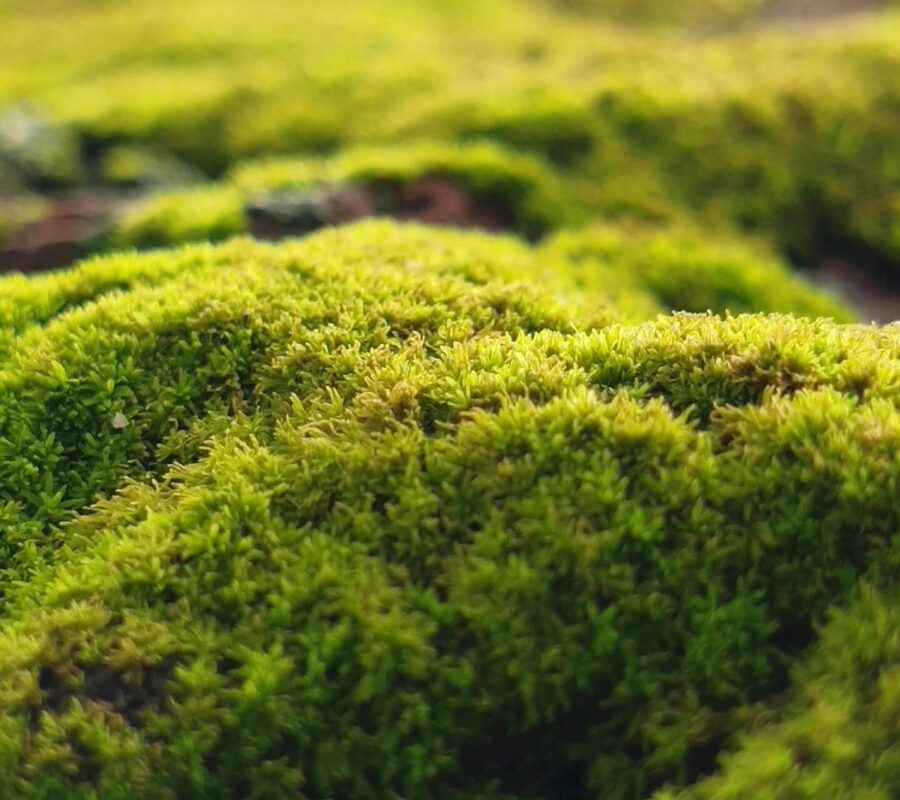 Budowa mchu – poszczególne elementy i ich znaczenie