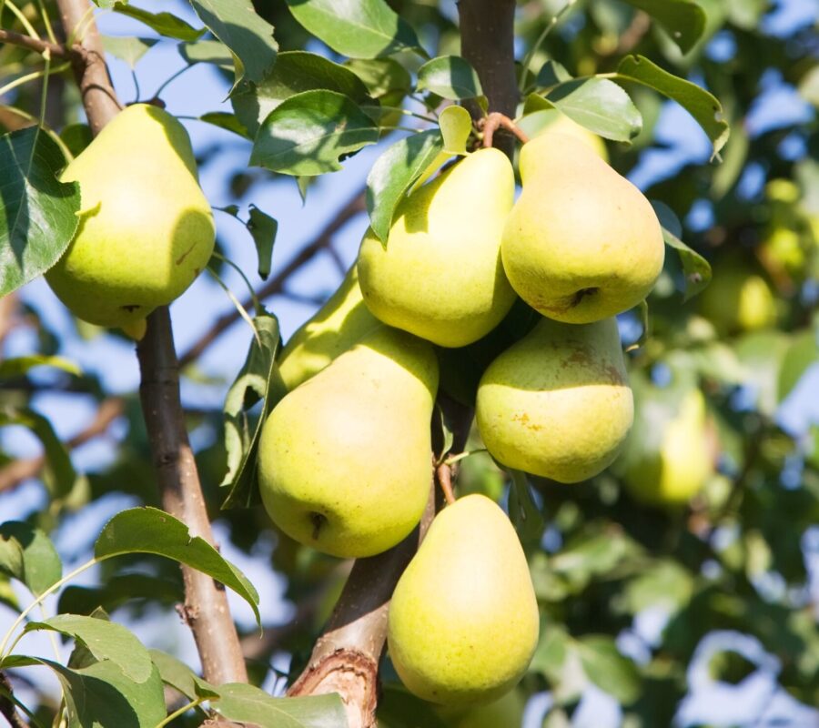 Drzewa i krzewy owocowe – odmiany wyróżniające się barwą owoców
