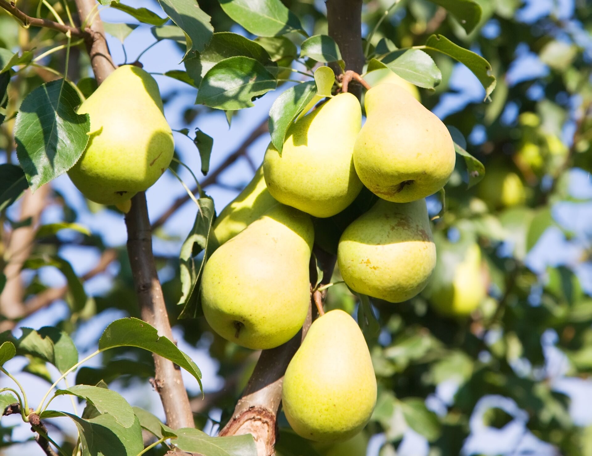 Drzewa i krzewy owocowe – odmiany wyróżniające się barwą owoców