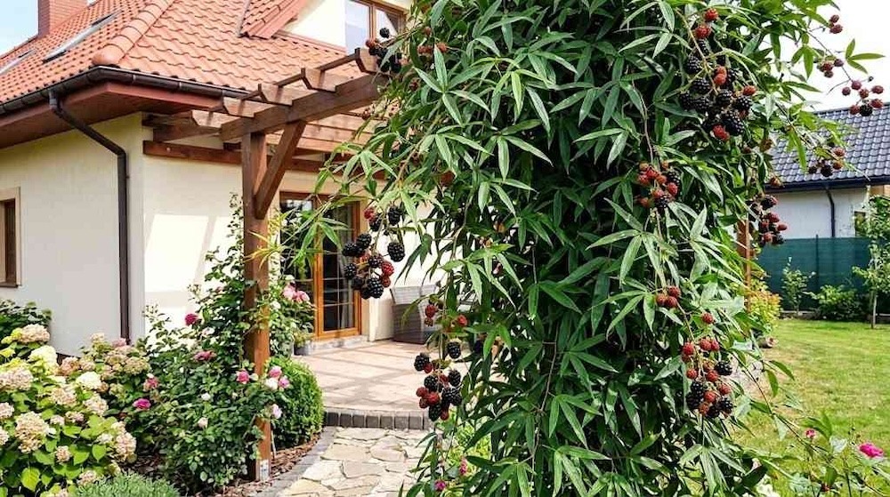 jeżyna pnąca w ogrodzie 