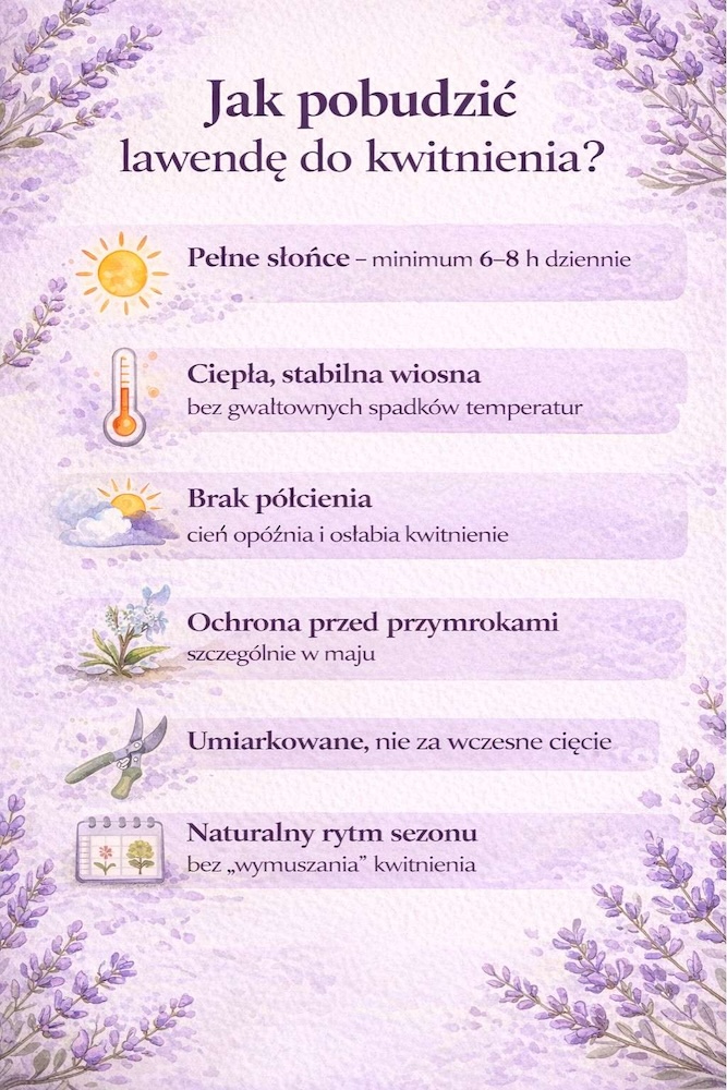 kiedy kwitnie lawenda - sposoby jak ją pobudzić 
